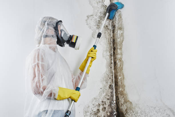 Best Mold Testing and Inspection Services in Gloucester Point, VA