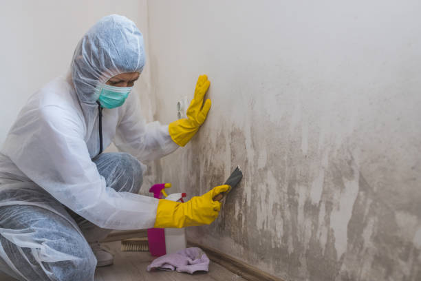 Best Black Mold Remediation in Gloucester Point, VA