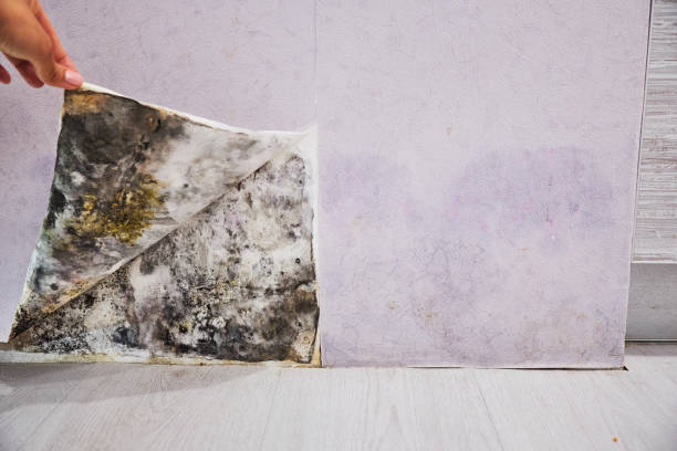 Best Post-Flood Mold Remediation in Gloucester Point, VA